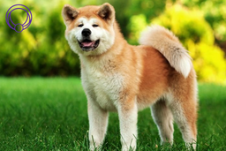 معرفی 5 نژاد سگ نگهبان