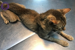 بی‌اشتهایی در گربه‌ها به چه صورتی است؟