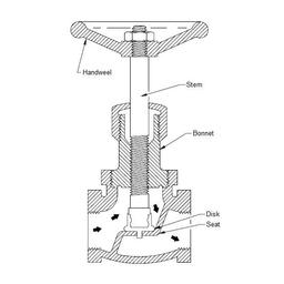 ساختار گلوب ولو ها چگونه است؟