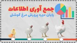 جمع آوری اطلاعات پایان دوره پرورش مرغ گوشتی