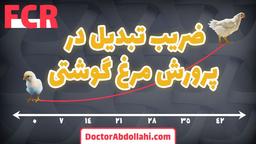 ضریب تبدیل در پرورش مرغ گوشتی