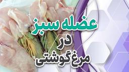 بررسی عارضه عضله سبز یا بیماری اورگون در مرغ گوشتی