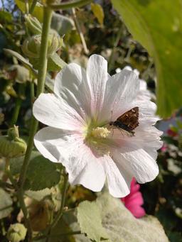 رنگین‌کمان حضورت