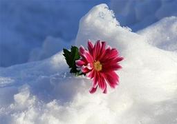 با یک گل بهار می شود