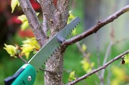 ارّه تَر بُرّ