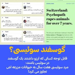 گوسفند سوئیسی؟!