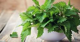 گزنه برای درمان بیماری‌های تنفسی