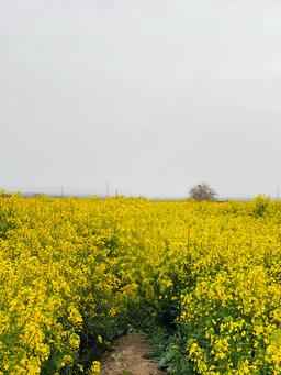 روزی که سگ مشکی سبز شد