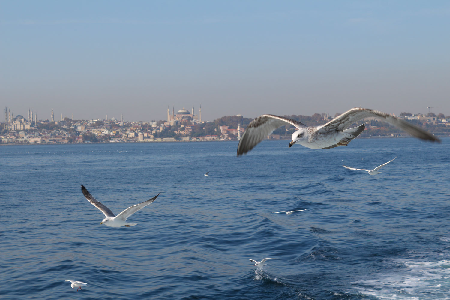 مرغ های دریایی از چیزی که در تصویر می بینین هم بهتون نزدیک ترن