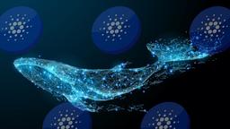 سرمایه گذاری نهنگ‌ها در کاردانو رکورد زد