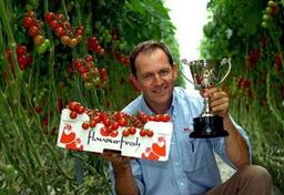 پرورش گیاه گوجه فرنگی توسط نور LED