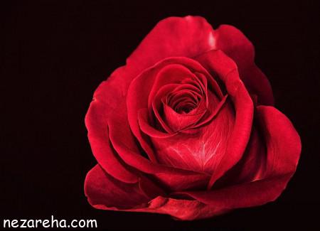 عکس گل تزئینیه