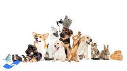 درباره غذای سگ اشپیتز سه ماهه