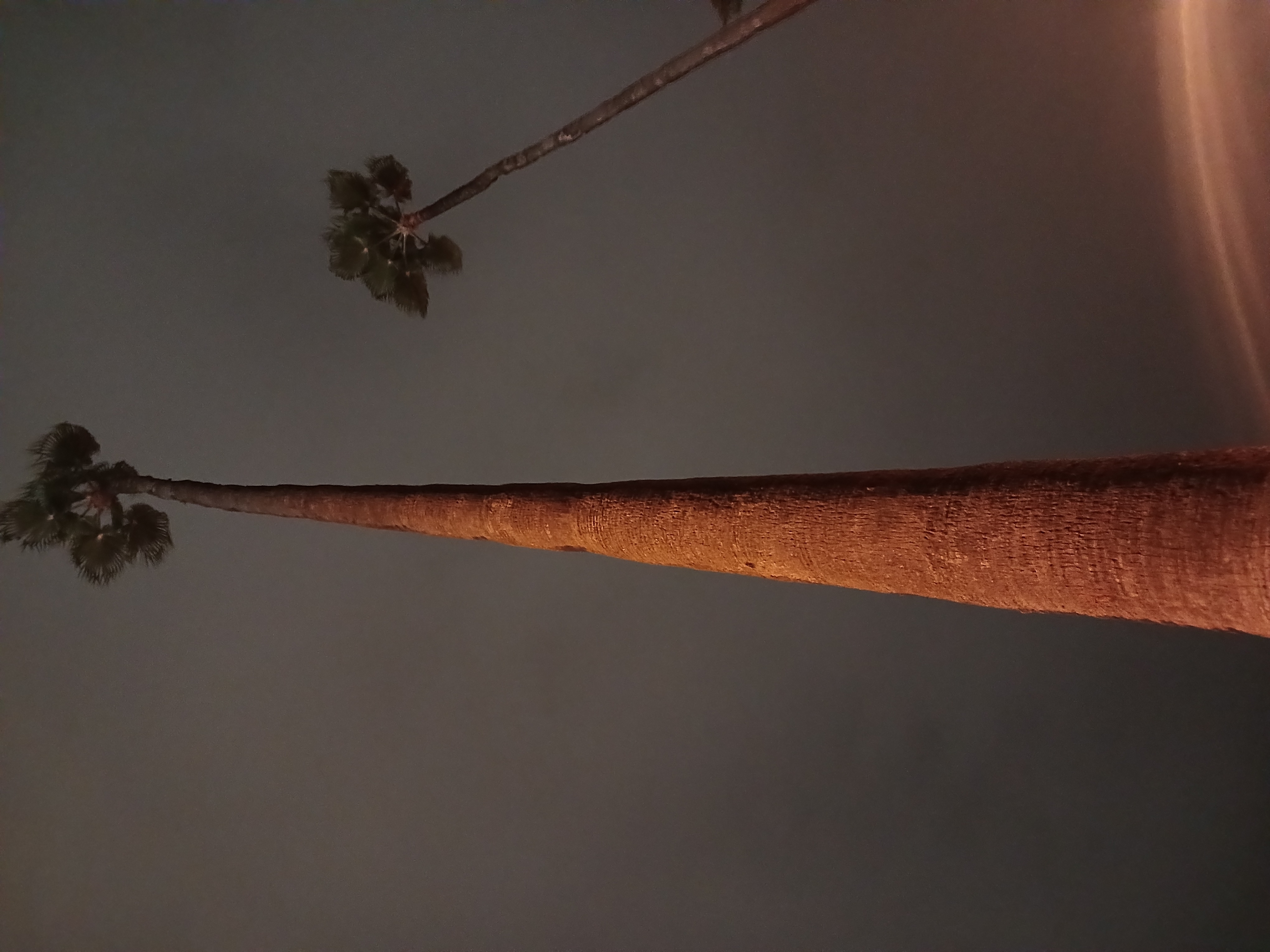 درختای نوشیروانی