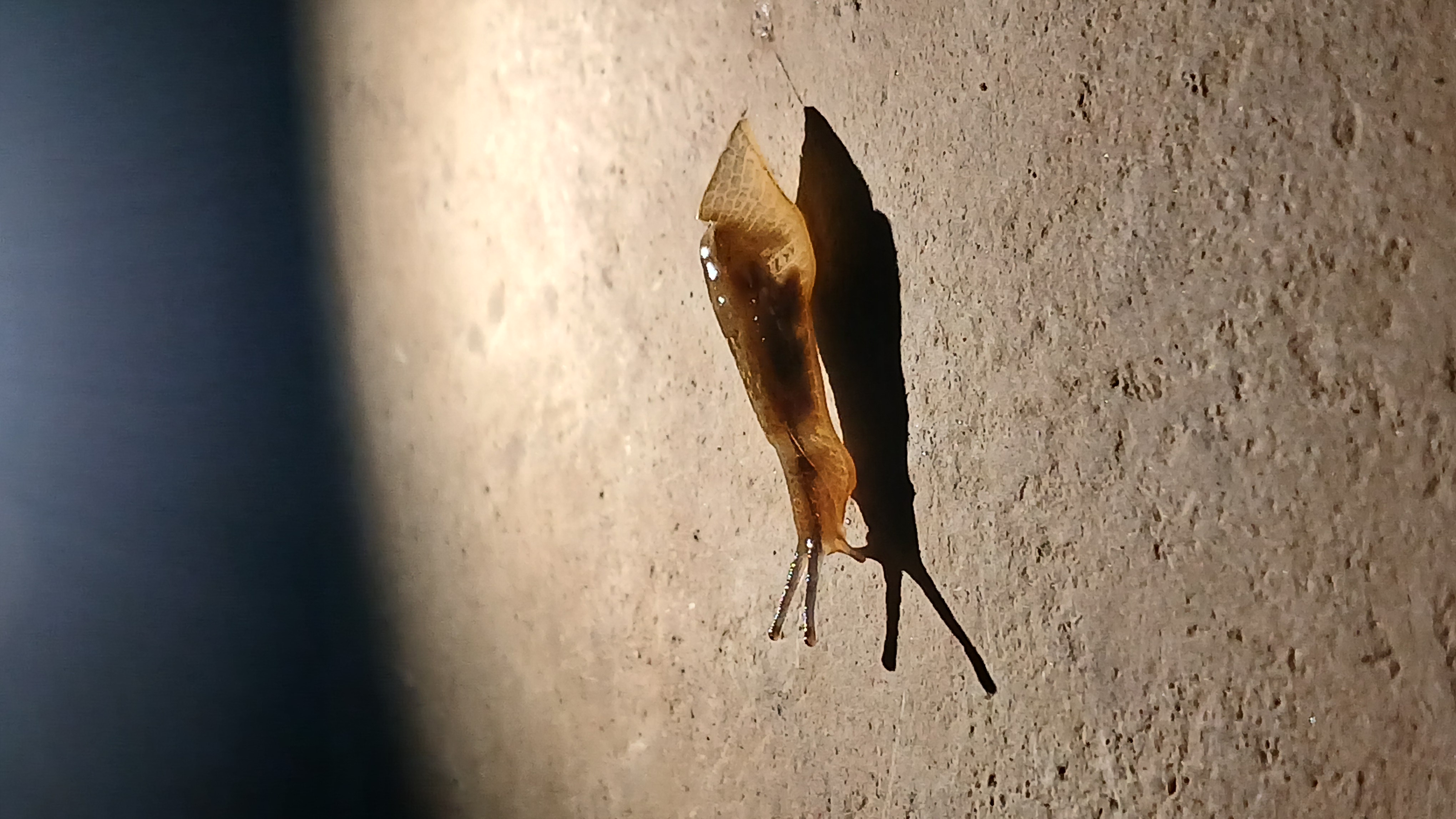 یه عکس همینطوری از حلزون