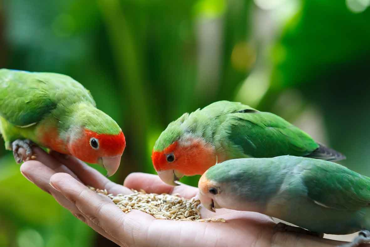 غذای طوطی
