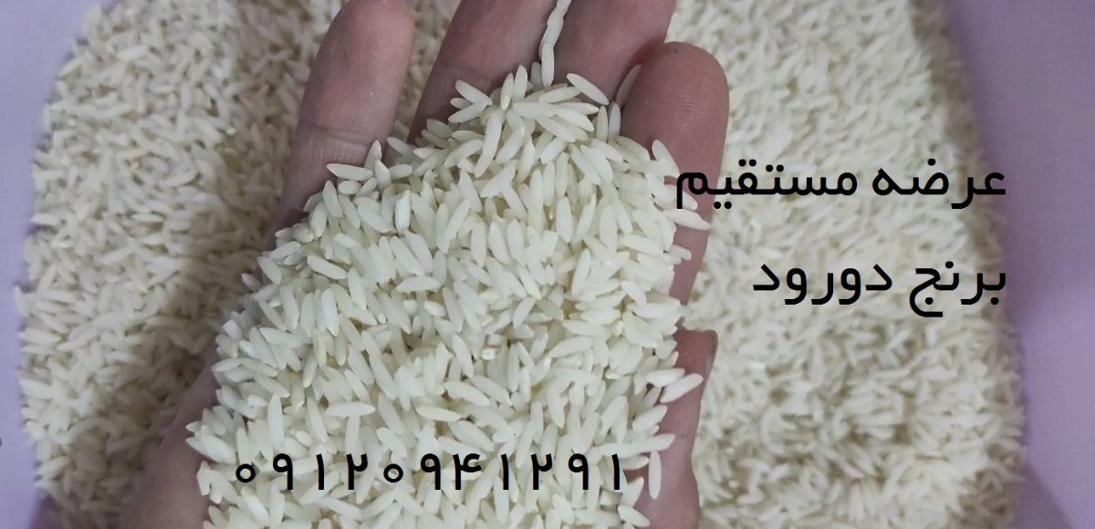 قیمت عمده برنج دورود