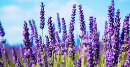 عطر و ادکلن بارایحه چوبی