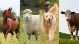 «آیا حیوانات هم درد می‌کشند؟»