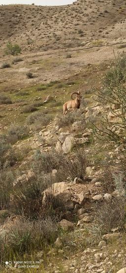 محمد کریمی .قوچ