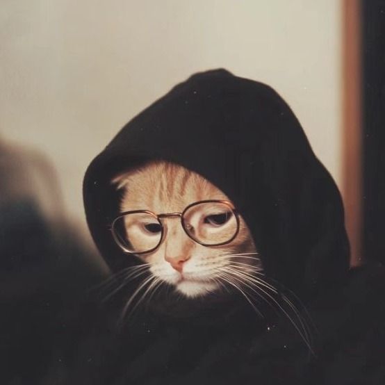 گربه شرودینگر