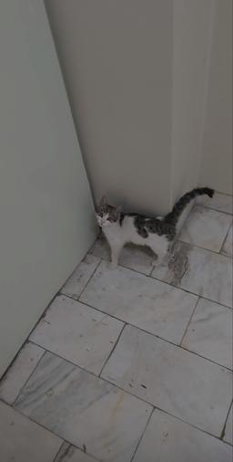 هم خوابگاهی(ROOMMATE)