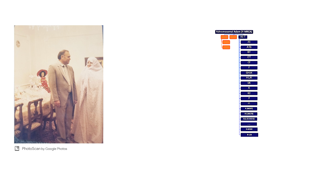 توی این تصویر سمت چپ مادر بزرگ و پدربزرگم رو می‌تونید ببینید و سمت راست اون هاپلوگروه‌های پدریم هست.