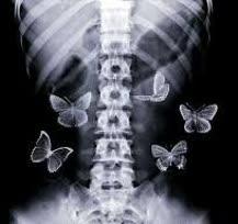 پروانه‌ها بال می‌زنند