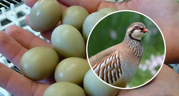 تخم کبک مادر