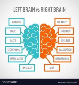 وقتی دو نیمکرۀ مغز را جدا کنیم چه میشود؟