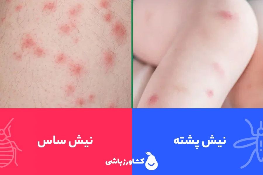 ساس چیست؟ - ویرگول