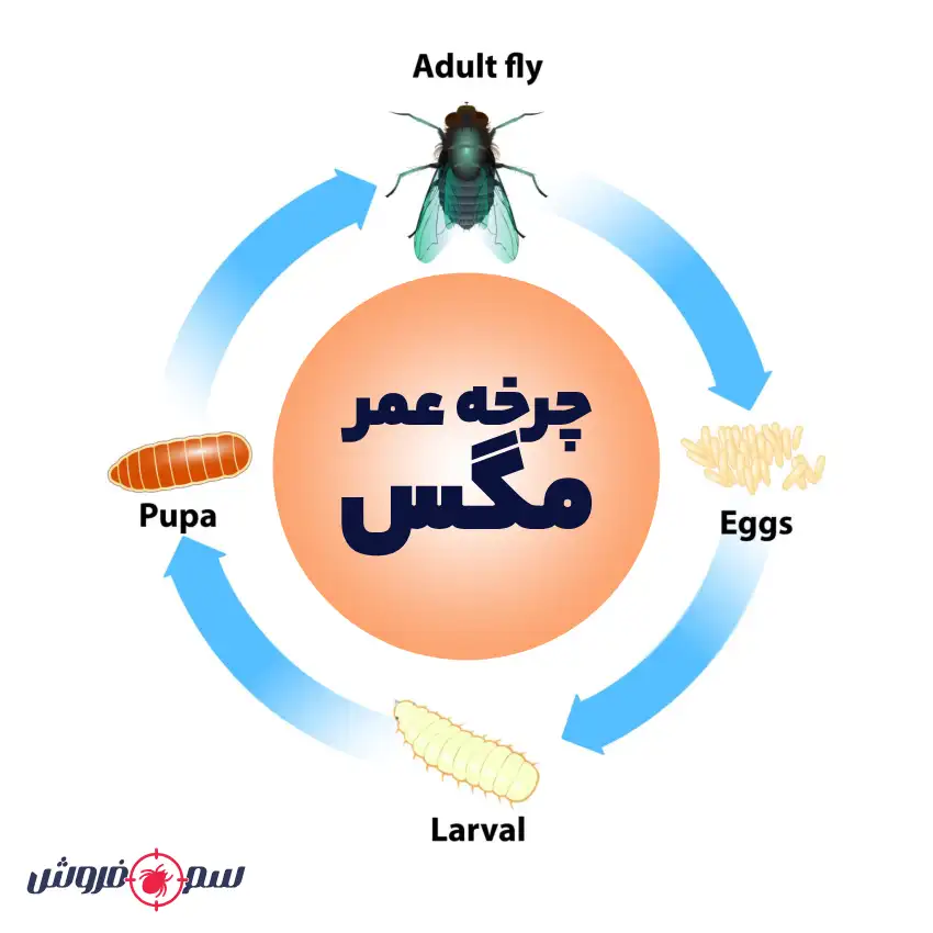 چرخه عمر مگس