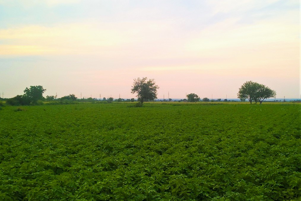 299. میرزا رضا