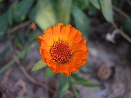 286. عروسی
