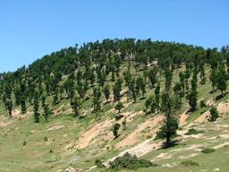 308. فرم پرسنلی