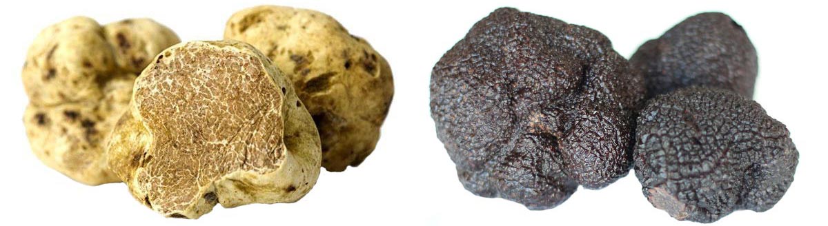 تاثیر و خواص قارچ دنبلان کوهی بر روی اسپرم و قوای جنسی