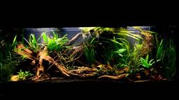 آکواریوم بارانی