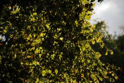 "شب دویست و چهارم" یا "نقاب"