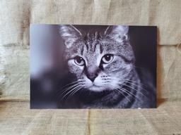 خرید تابلو ، چه تابلویی و با چه عکسی برای خونه بگیریم؟