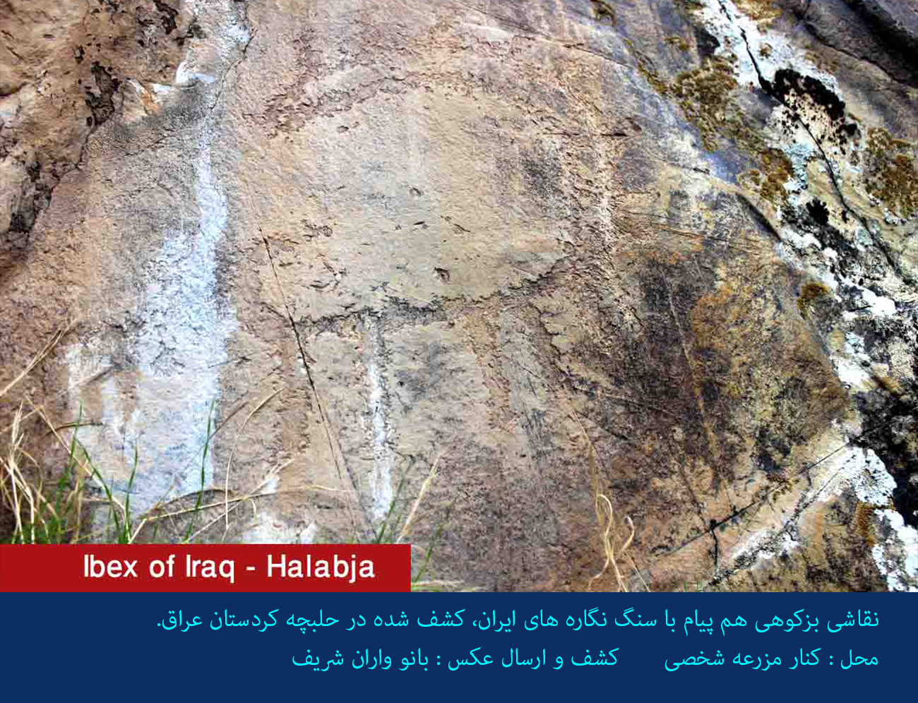 رد پای نقش بزکوهی، نماد ایرانیان باستان در سبک هنری اندیشه نگار و پیام های آبخواهی، زایندگی، برکت و محافظت در حلبچه کردستان عراق