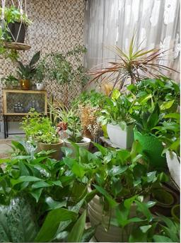 گلخانه کوچک من