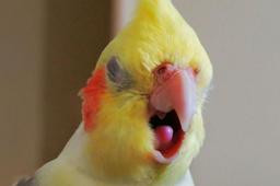 علت گرفتگی و تغییر صدای عروس هلندی و راه درمان آن چیست؟