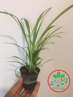 نگهداری از گل و گیاهان بخش 4