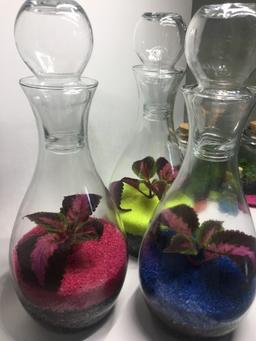 نگهداری از گل و گیاه هامون بخش اول