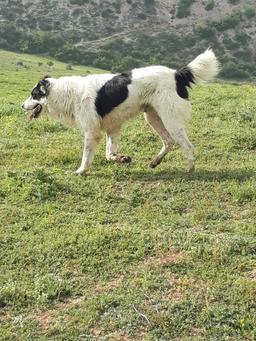 #قویترین سگهای ایران و جهان/#فراس پلنگ مازندران/جنگ سگهای قوی ایران و جهان/ این سگ قوی ساکن مازندران/نکا روستا طوسکلا میباشد که تک است