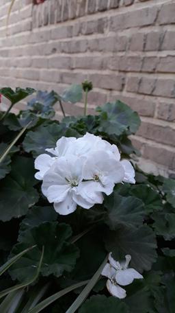 درباره رفیق و همراه