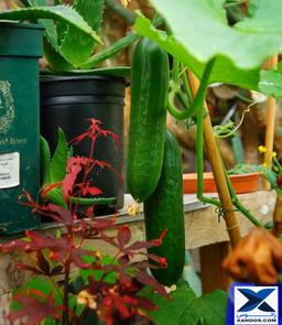 پرورش خیار در گلخانه