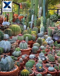 نگهداری و تکثیر گیاه کاکتوس