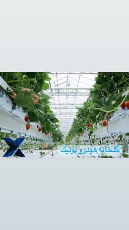 هیدروپونیک شیوهٔ کشت گیاه بدون خاک