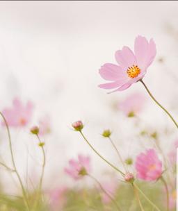 دل آدم را به شک وامی دارد عشق مردانه